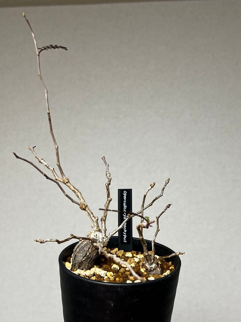 オペルクリカリア パキプス 根挿し 2株セット売り