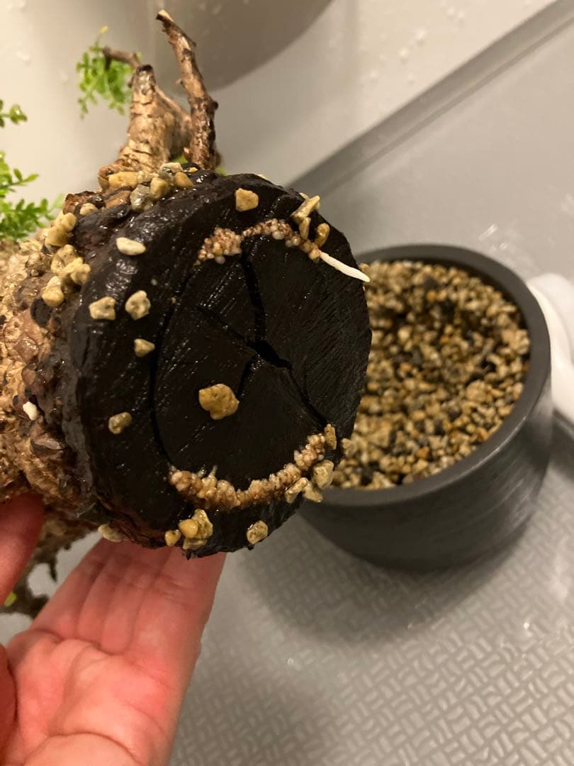 オペルクリカリア　パキプス　ベアルート株　発根済