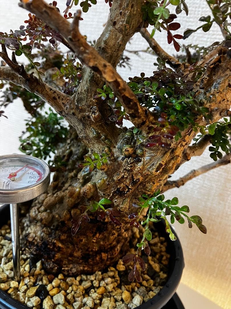 オペルクリカリア　パキプス　ベアルート株　発根済