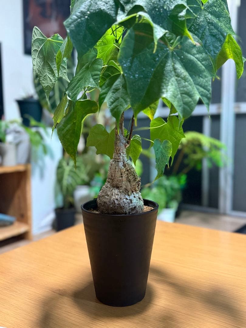 フィルミアナコロラータ 幹10cm 綺麗な樹形 15cmポット 鉢ごと発送 速達