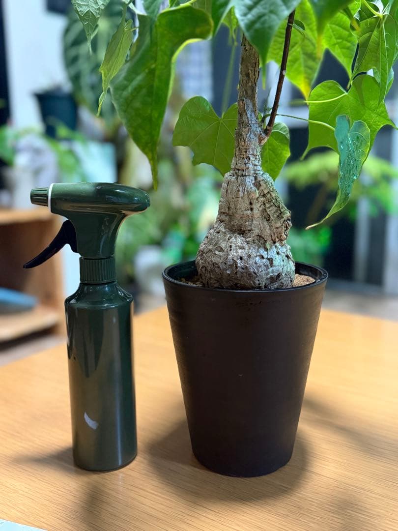 フィルミアナコロラータ 幹10cm 綺麗な樹形 15cmポット 鉢ごと発送 速達