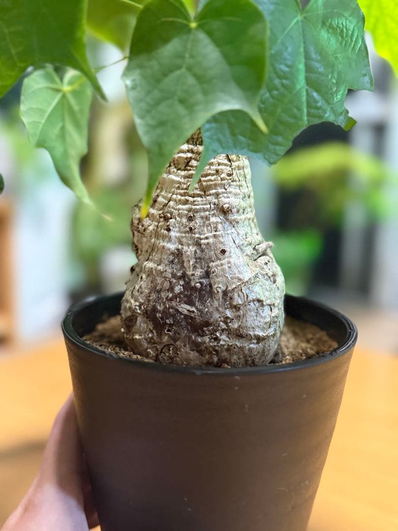 フィルミアナコロラータ 幹10cm 綺麗な樹形 15cmポット 鉢ごと発送 速達