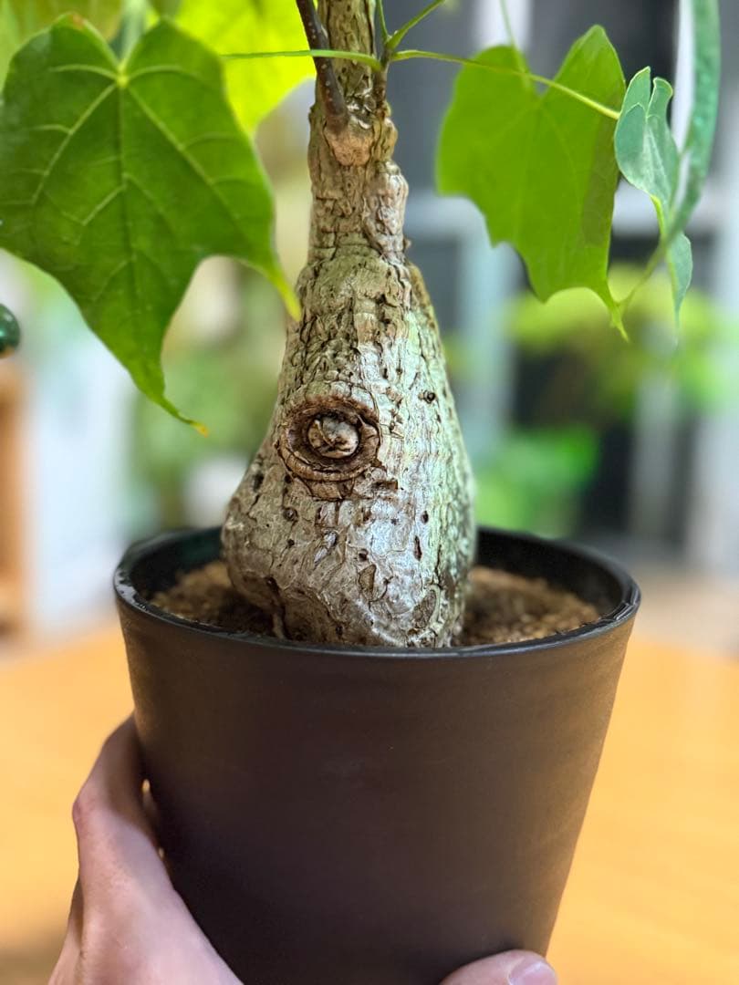フィルミアナコロラータ 幹10cm 綺麗な樹形 15cmポット 鉢ごと発送 速達