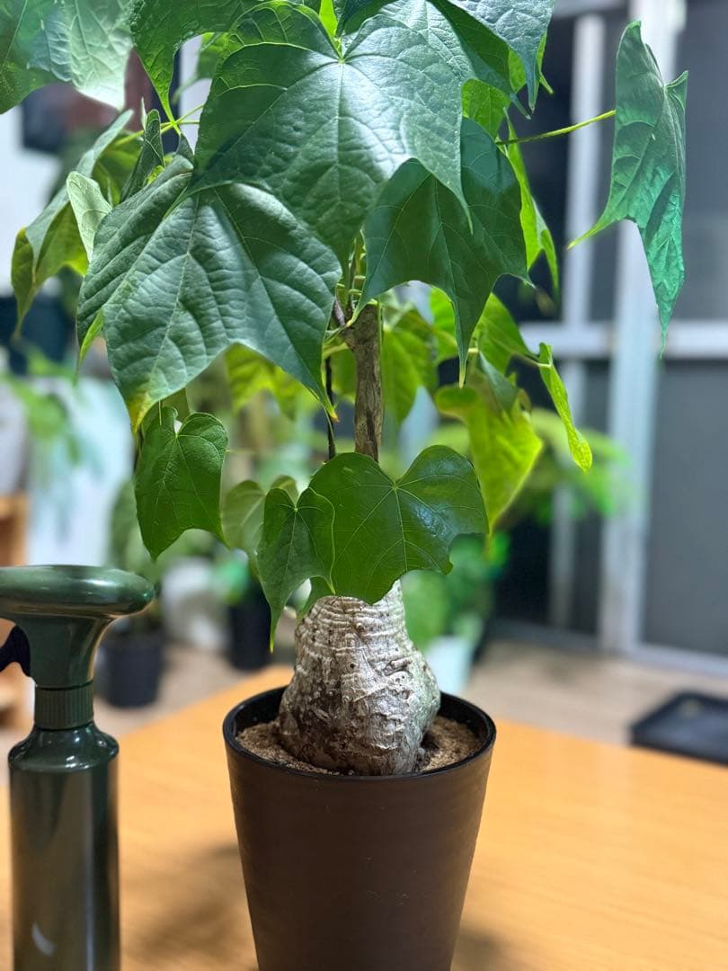フィルミアナコロラータ 幹10cm 綺麗な樹形 15cmポット 鉢ごと発送 速達