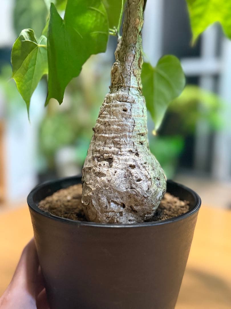 フィルミアナコロラータ 幹10cm 綺麗な樹形 15cmポット 鉢ごと発送 速達