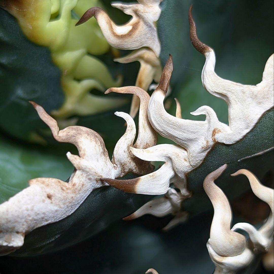 【 海王最上級優良血統】\"海王\"　アガベ　チタノタ　胴切り天芽子株