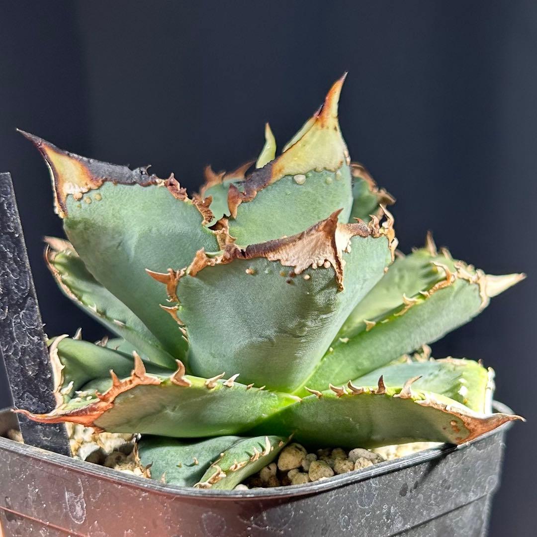 【現品販売】アガベ 鰐亀 OC株 ブツブツ 幅広鋸歯