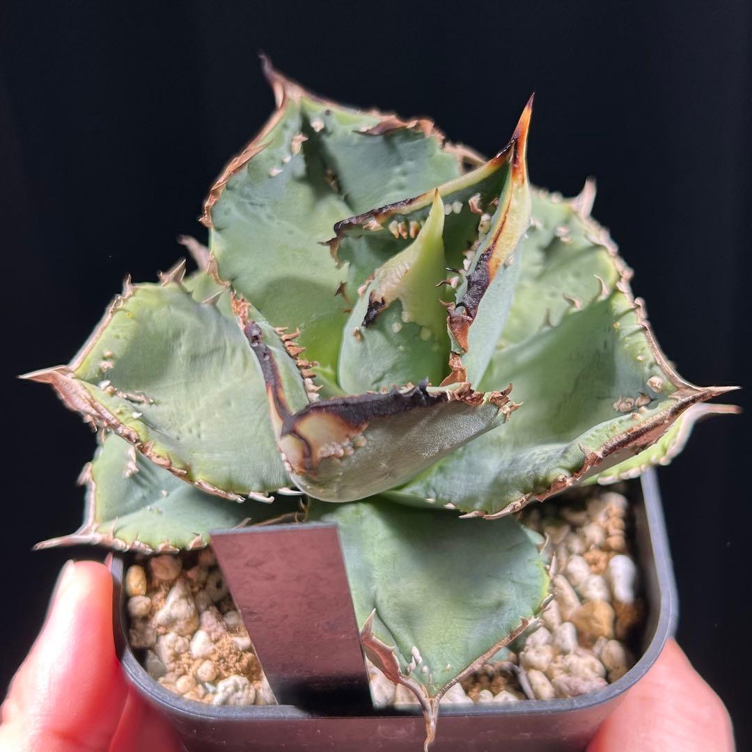 【現品販売】アガベ 鰐亀 OC株 ブツブツ 幅広鋸歯