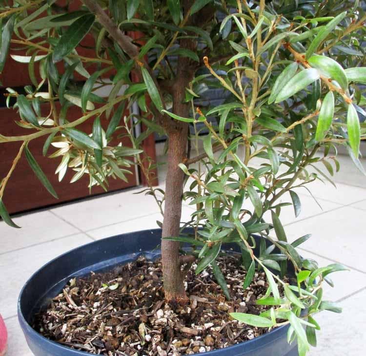 現品】グレビレア・ビッグレッド グレビリア 8号鉢 2F番