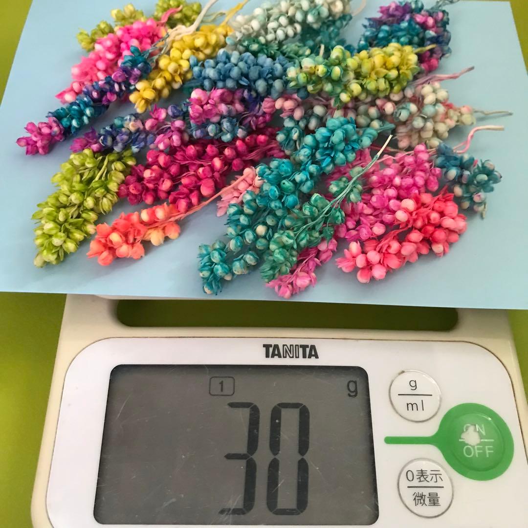 【限定在庫セール】　カラフルソルガム　0603-a インディアンコーン