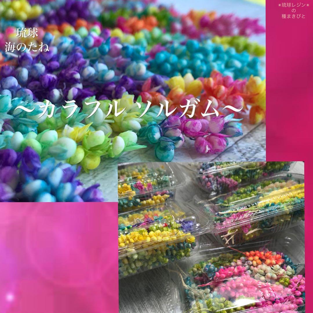 【限定在庫セール】　カラフルソルガム　0603-a インディアンコーン