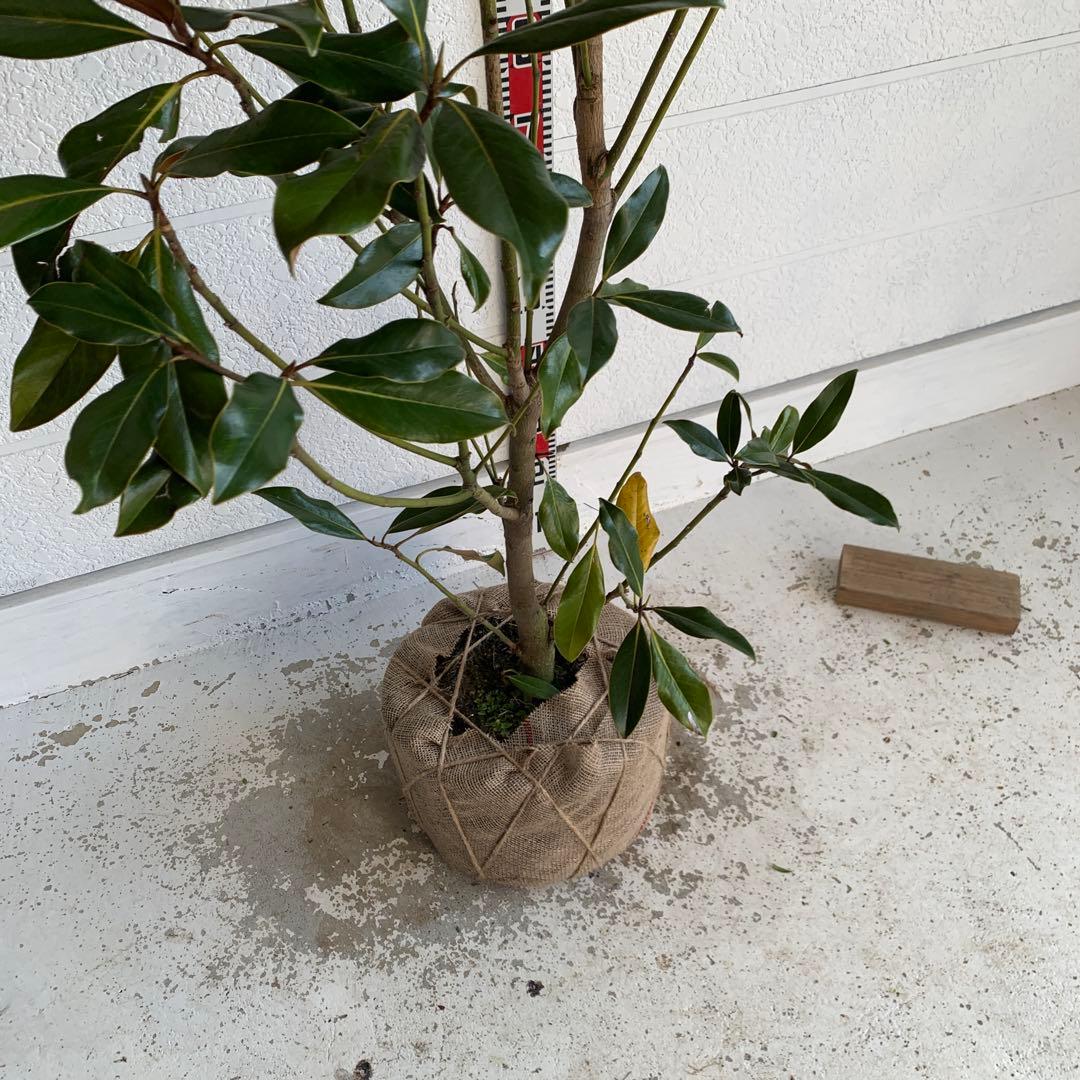 大株　タイサンボク　ケイパレス　約200cm 大山木　リトルジェム　04