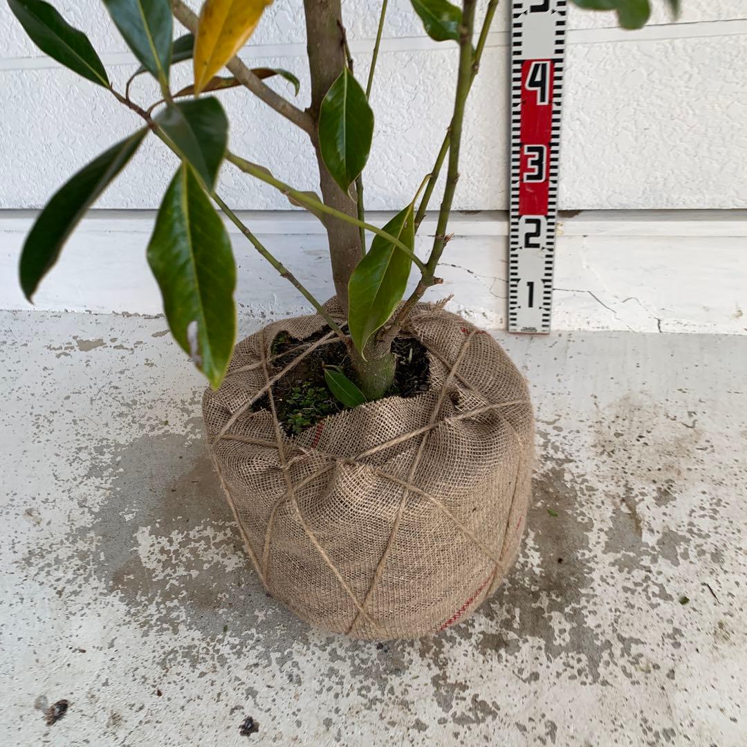 大株　タイサンボク　ケイパレス　約200cm 大山木　リトルジェム　04