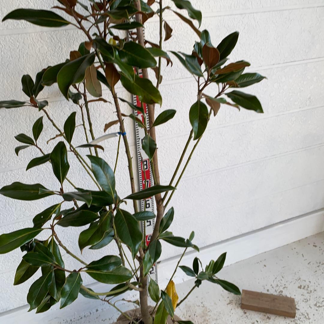 大株　タイサンボク　ケイパレス　約200cm 大山木　リトルジェム　04