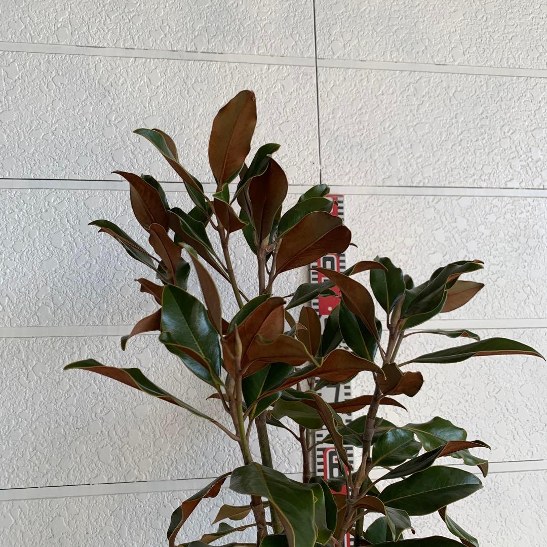 大株　タイサンボク　ケイパレス　約200cm 大山木　リトルジェム　04