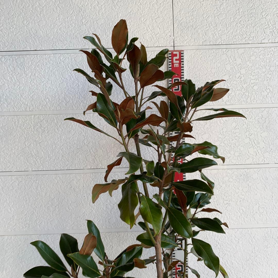 大株　タイサンボク　ケイパレス　約200cm 大山木　リトルジェム　04