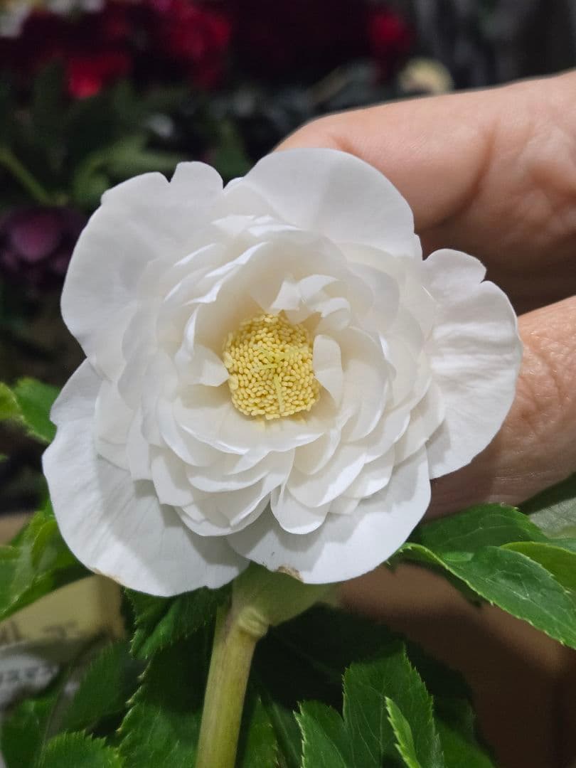 ☆クリスマスローズ☆多弁　ホワイトゴールド☆6号鉢☆