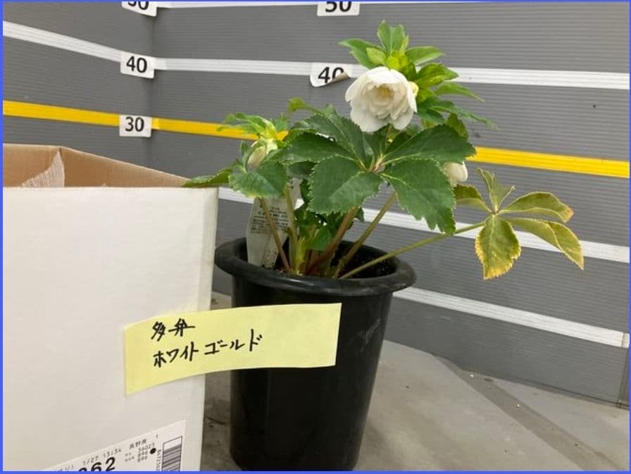 ☆クリスマスローズ☆多弁　ホワイトゴールド☆6号鉢☆