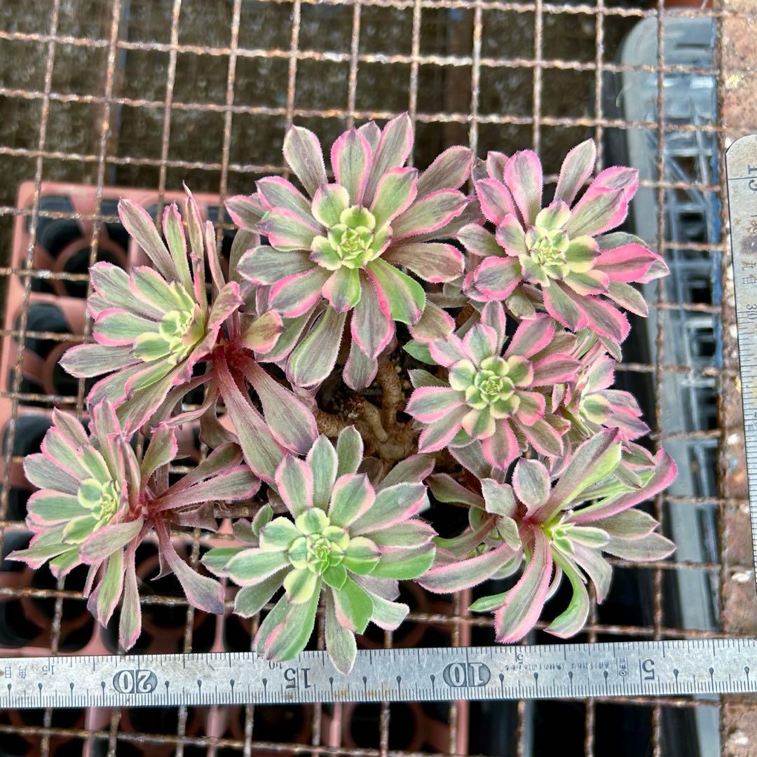 アエオニウム ピンクディジー 極上花顔株‼️抜き苗 多肉植物 - メルカリ
