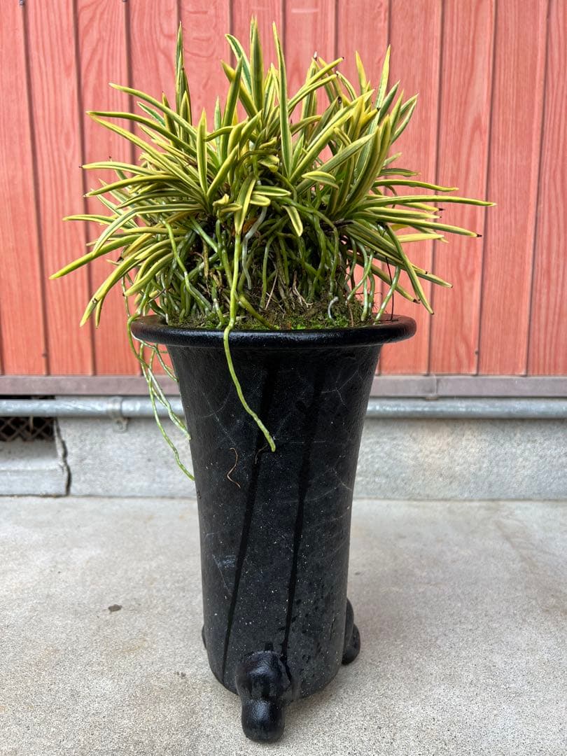 富貴蘭、天恵覆輪の群生(30弱あります)