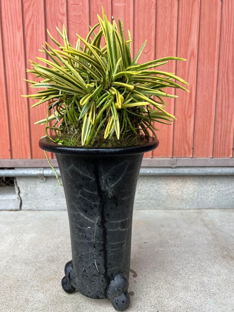 富貴蘭、天恵覆輪の群生(30弱あります)