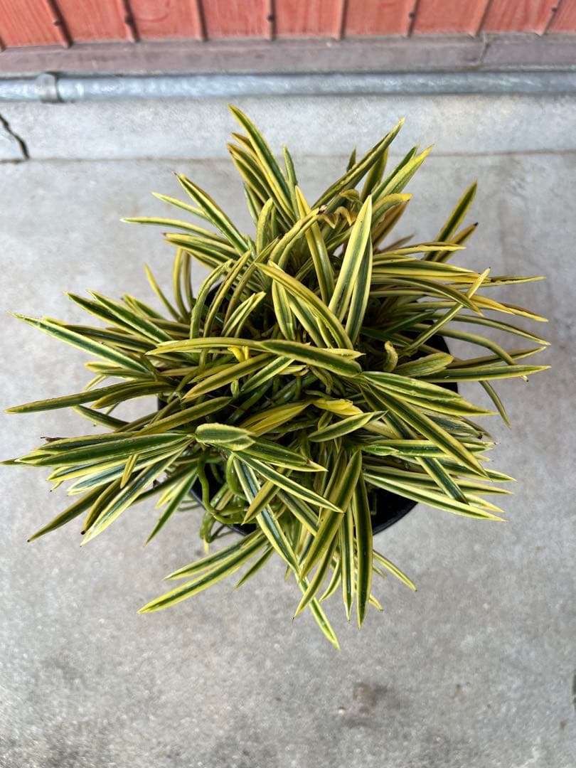 富貴蘭、天恵覆輪の群生(30弱あります)