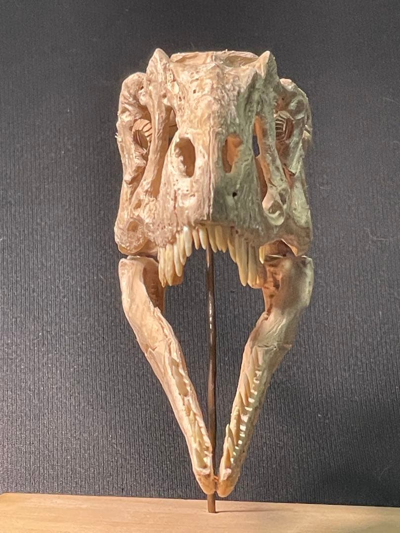 木彫 恐竜 ユウティラヌス 頭骨模型 11cm - メルカリ