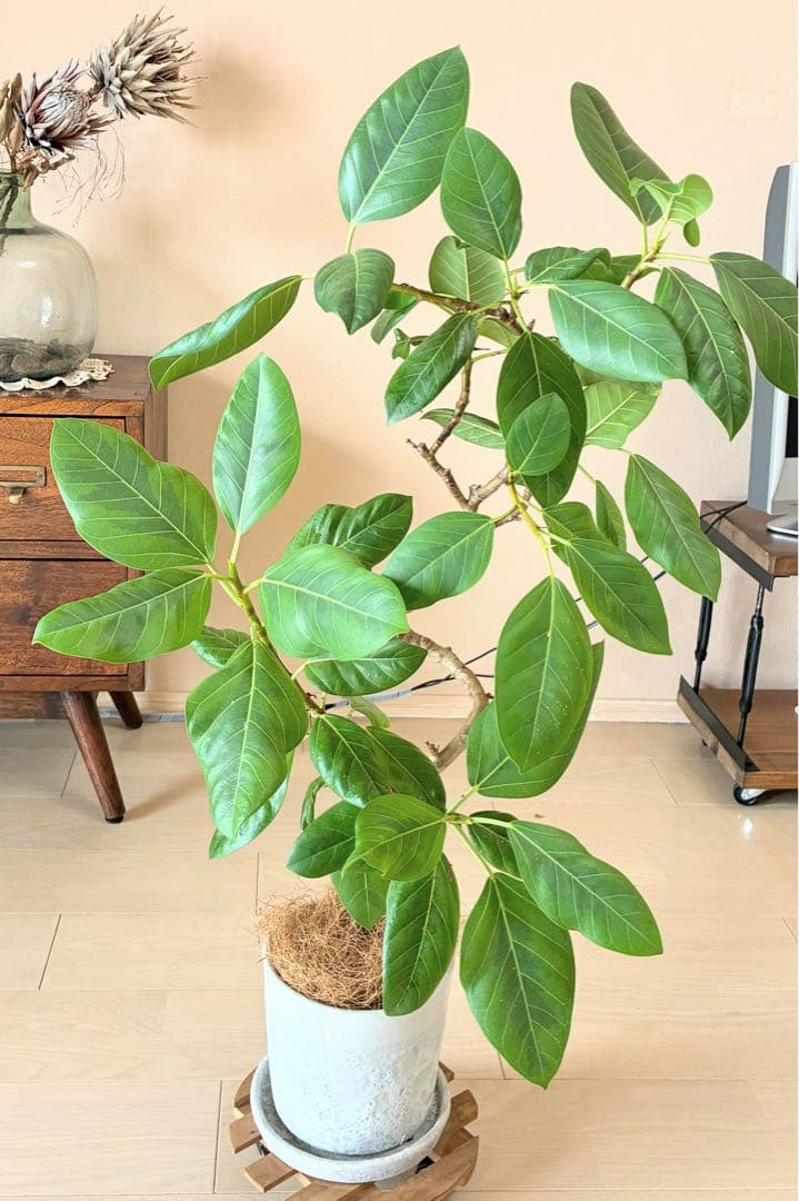 《陶器製鉢付》フィカス.ベンガレンシス　曲がり仕立て　ゴムの木　お祝いに！