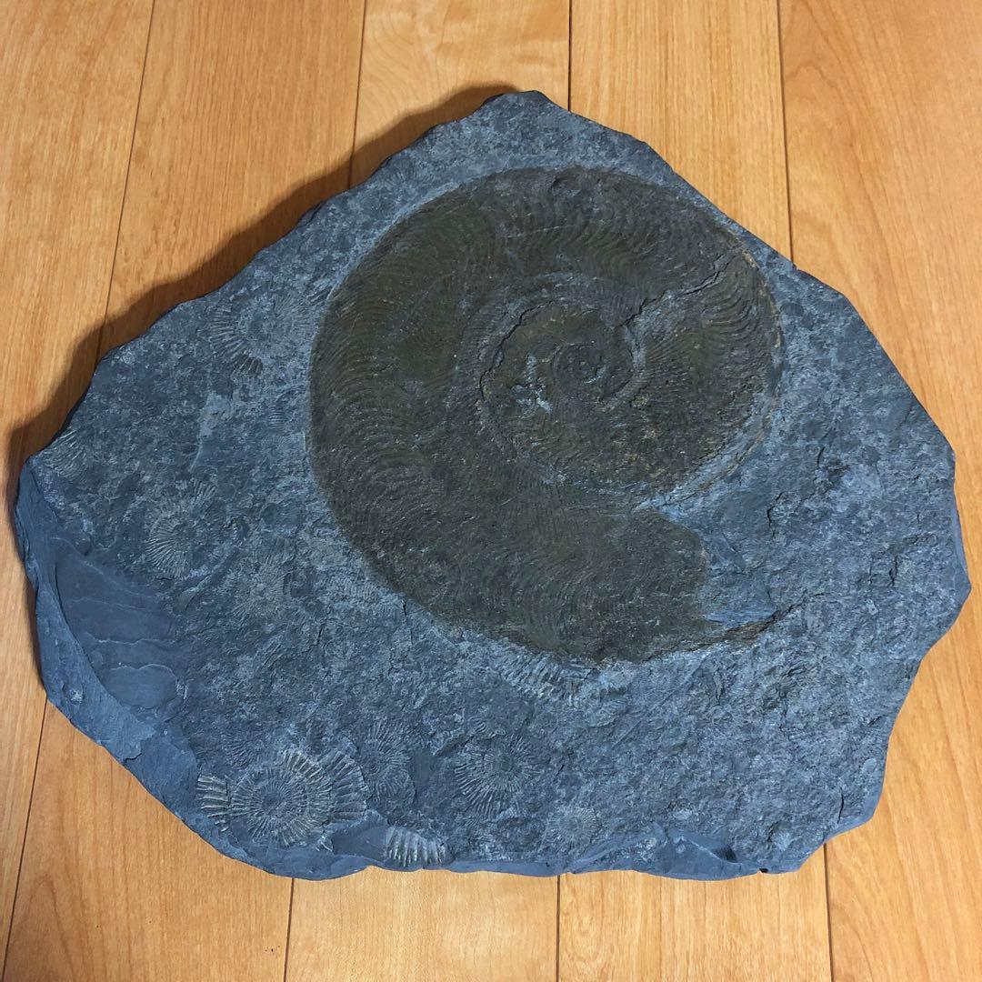 アンモナイト化石