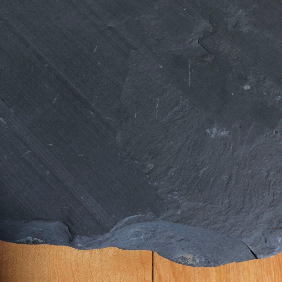 アンモナイト化石