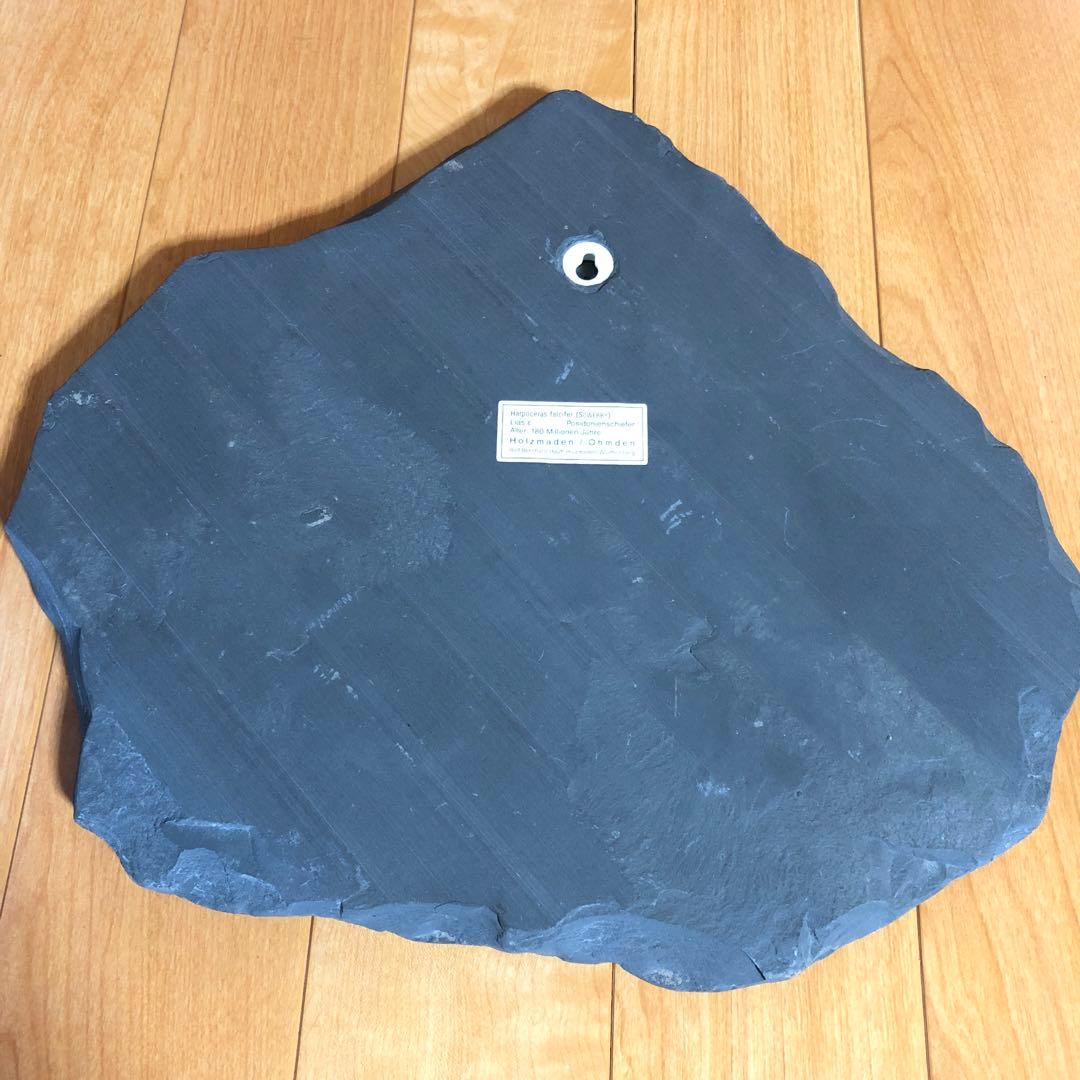 アンモナイト化石