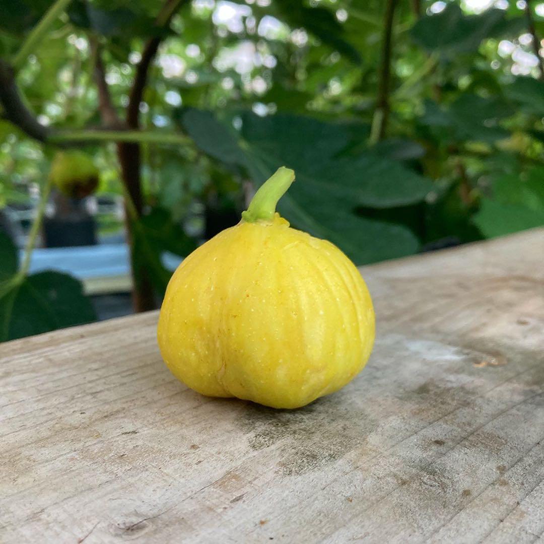 Azerbaijan Yellow 穂木 イチジク アゼルバイジャン イエロー - メルカリ