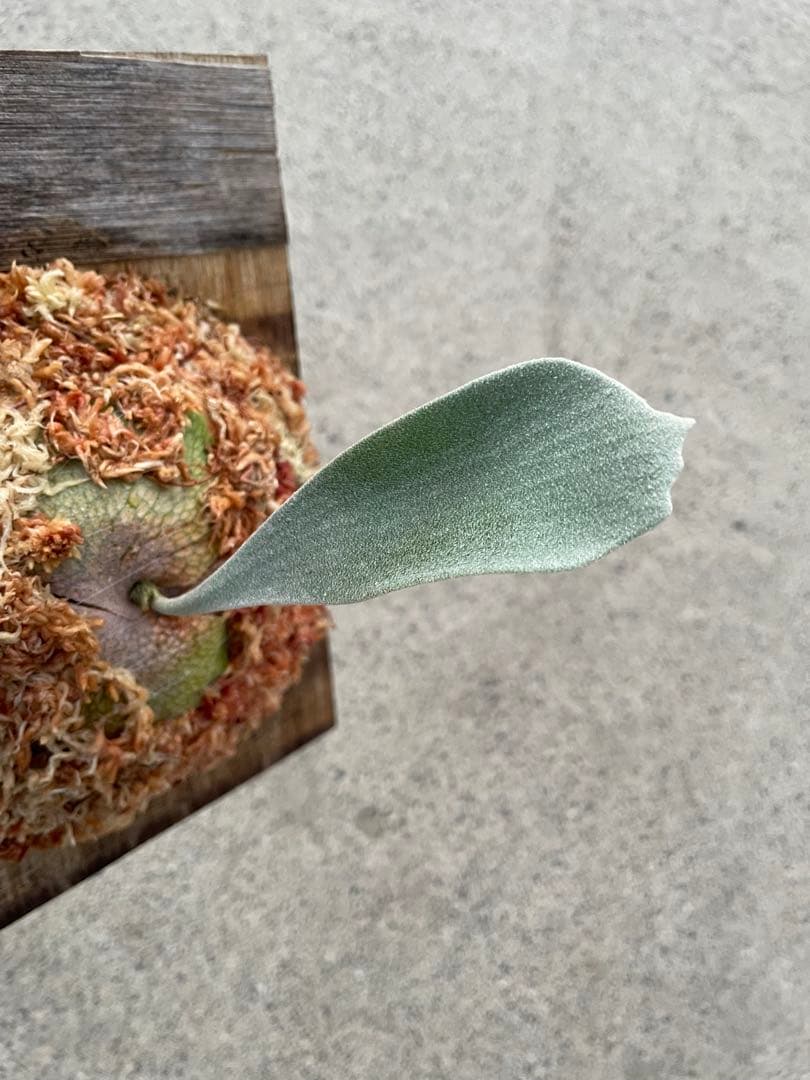 ビカクシダ　P.ghost（ゴースト）子株