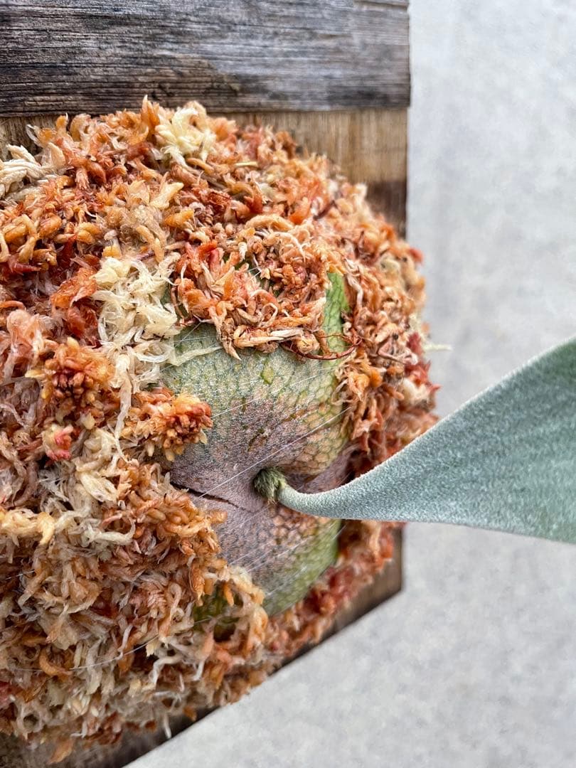 ビカクシダ　P.ghost（ゴースト）子株