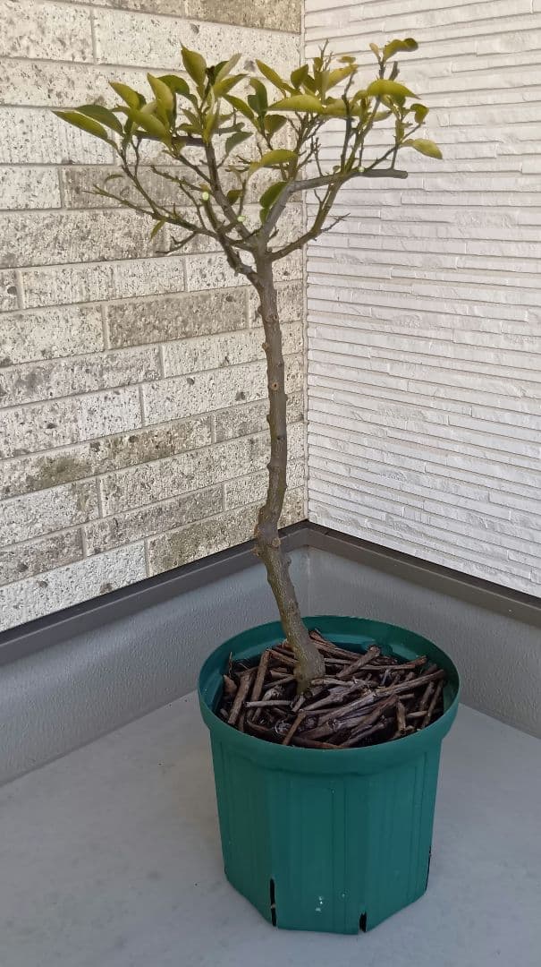 初心者おすすめ】3年生 グレープフルーツ苗木 10号鉢 匿名発送 - メルカリ