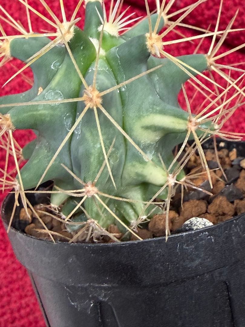 実生フェロカクタス王冠竜錦◇斑入りドライガーデン多肉サボテン