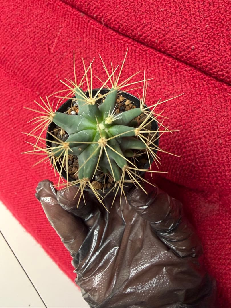 実生フェロカクタス王冠竜錦◇斑入りドライガーデン多肉サボテン