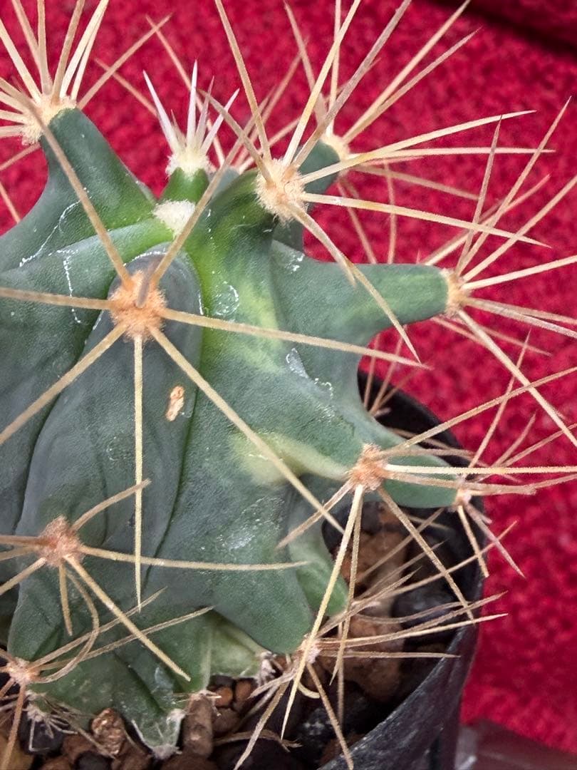 実生フェロカクタス王冠竜錦◇斑入りドライガーデン多肉サボテン