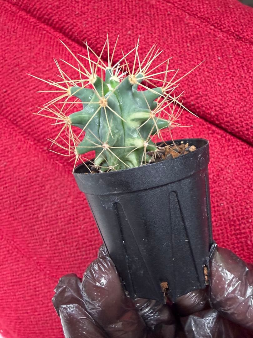 実生フェロカクタス王冠竜錦◇斑入りドライガーデン多肉サボテン