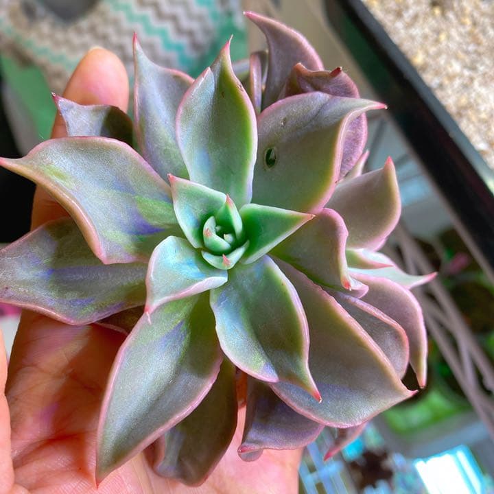 超美苗マディバ2頭大苗