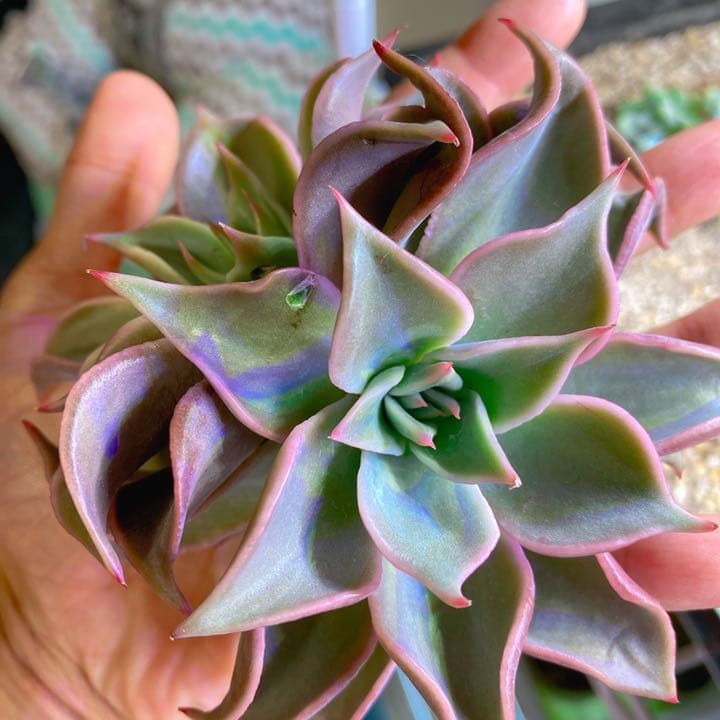 超美苗マディバ2頭大苗