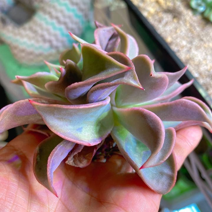 超美苗マディバ2頭大苗