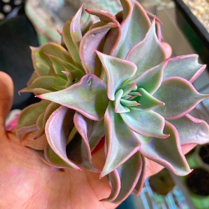 超美苗マディバ2頭大苗