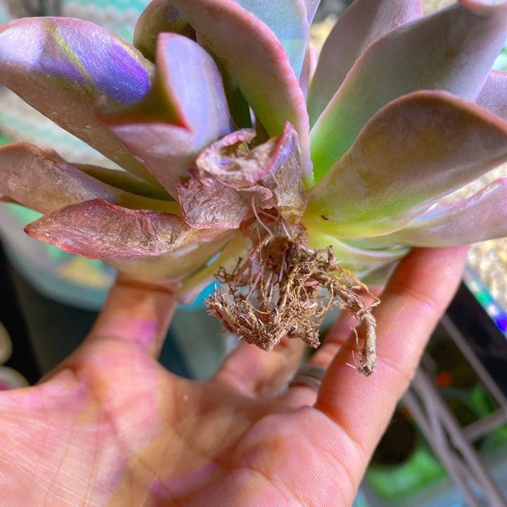 超美苗マディバ2頭大苗