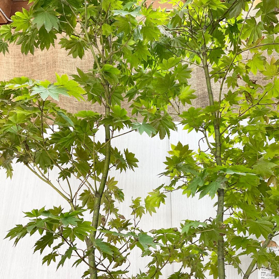 雨さん専用 コハウチワカエデ 単木/ 60 - メルカリ