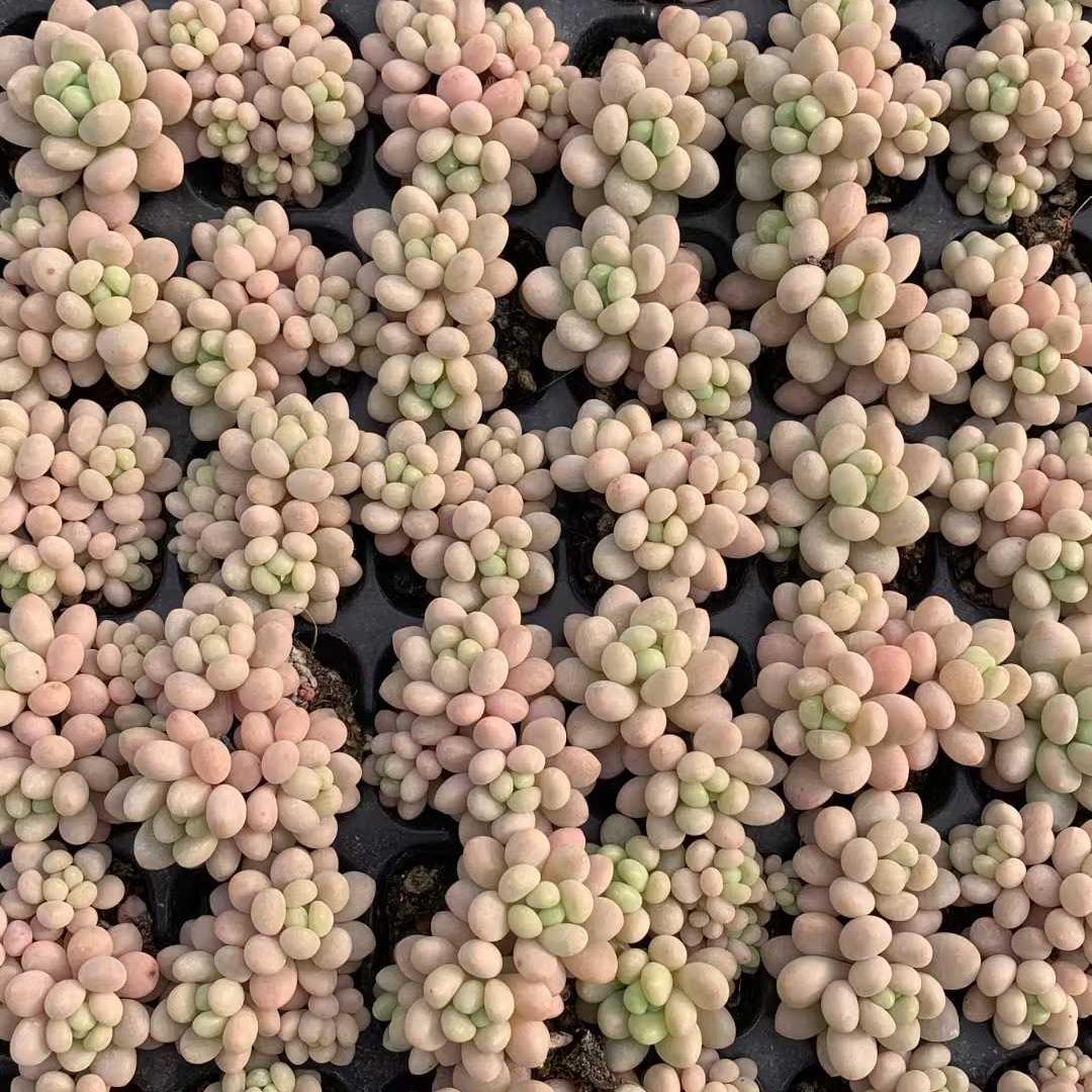 Top【選抜株】多肉植物 25416ロココ 105個 プラグトレー苗 - メルカリ