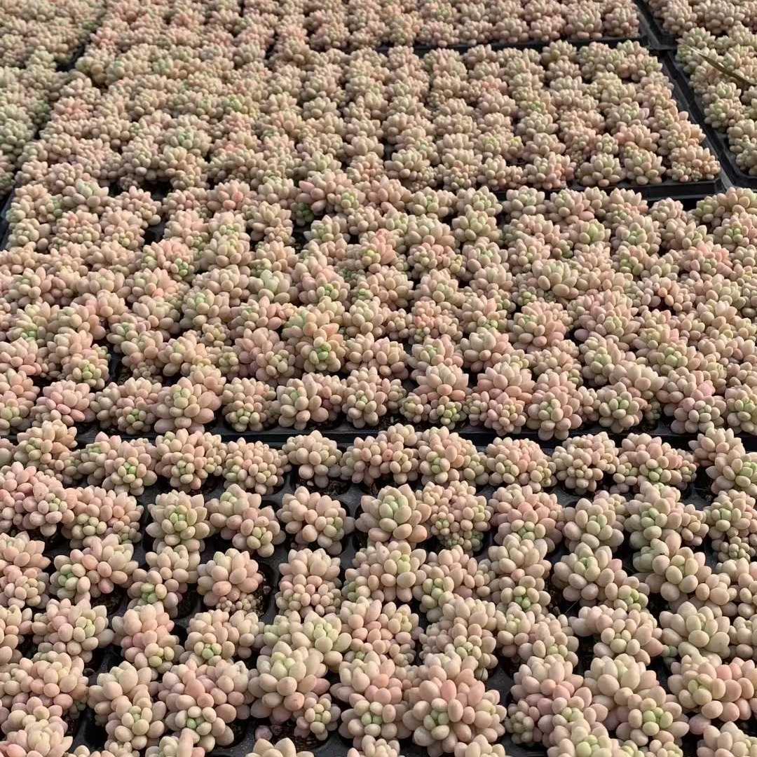 Top【選抜株】多肉植物 25416ロココ 105個 プラグトレー苗 - メルカリ