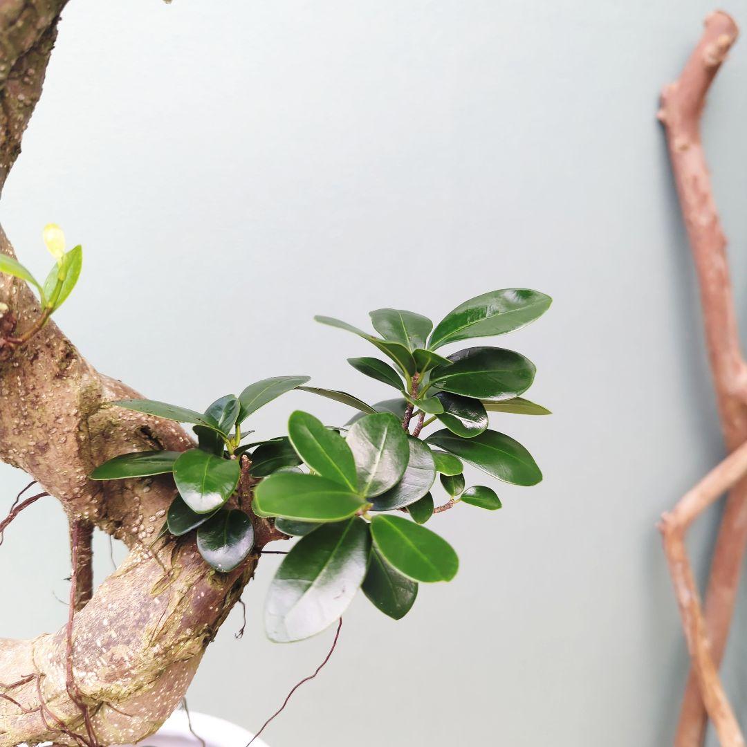 ガジュマル 【現品】昇り龍 曲がり 曲線 7号ロング 陶器 - メルカリ