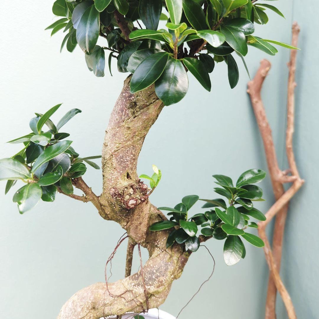 ガジュマル 【現品】昇り龍 曲がり 曲線 7号ロング 陶器 - メルカリ