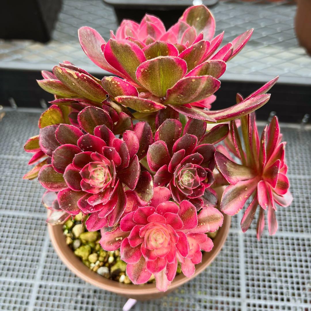 超レア新品種 アエオニウム 黒魔錦(群生) 法師錦 (大株) - メルカリ